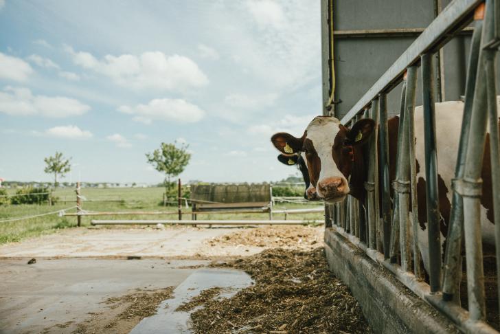 Nieuwe onderwerpen in arbocatalogus dierhouderij