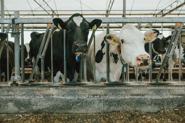 Vertrouwenspersoon ongewenst gedrag voor alle medewerkers in de dierhouderij