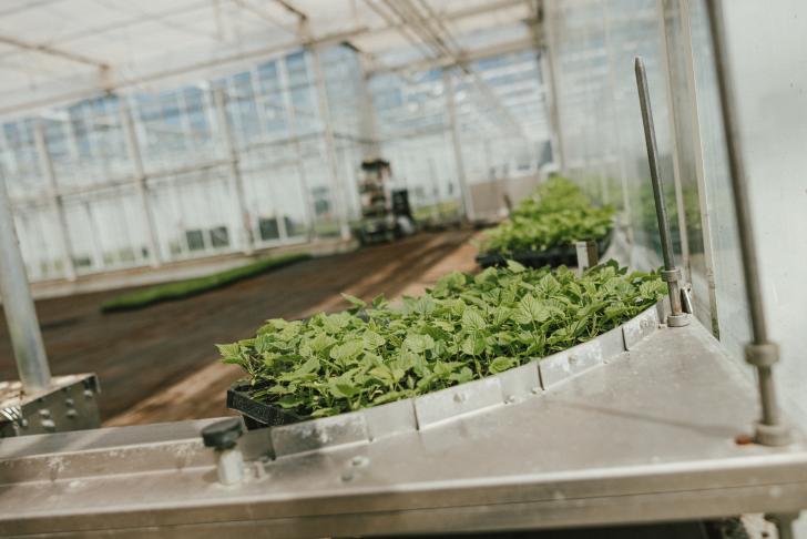Arbeidsrisico&#039;s bij teeltwisseling glastuinbouw
