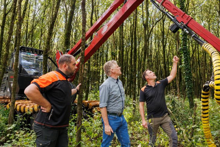Bomen vellen en snoeien