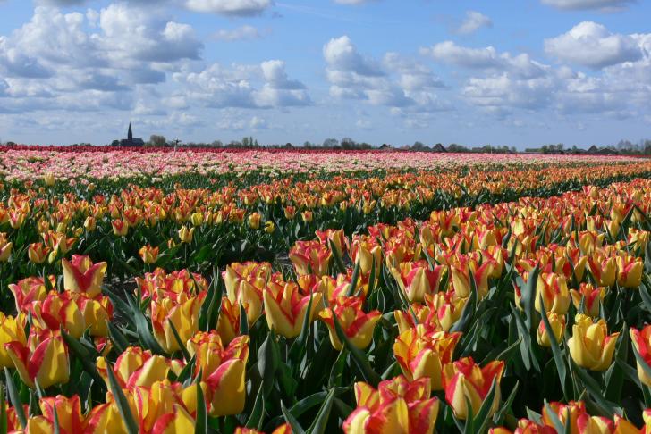 Ziekteverzuim agrarische en groene sector blijft stabiel