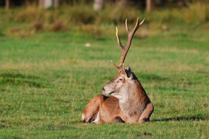 Studie naar teken bij grote hoefdieren