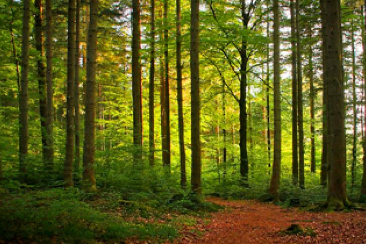 Publieksagressie in bos en natuur? Digitaal Werkboek VBNE helpt