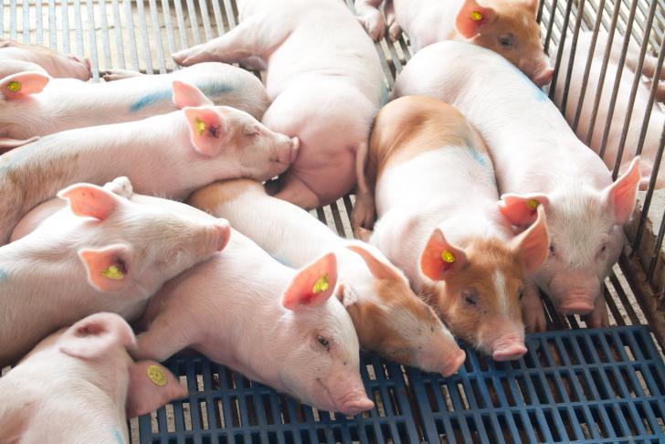 Voor varkenshouders en medewerkers: Kennissessie Grip op werkplezier
