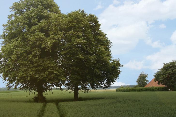 Bomen vellen en snoeien