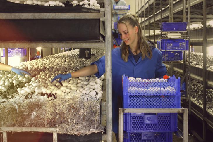 Inspectie SZW start controles in paddenstoelensector op 1 juli 2017