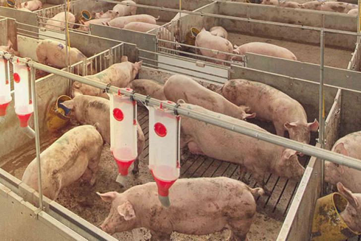 Uitgebreid onderzoek naar blootstelling stof in varkensstal