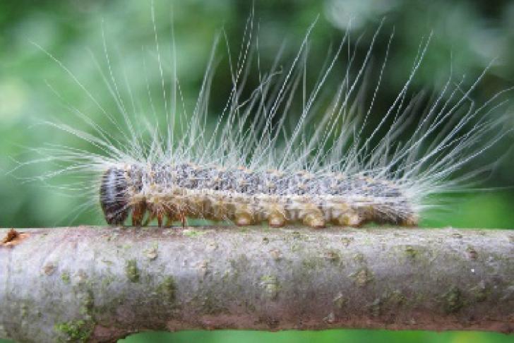 Leaflet: De eikenprocessierups en jouw werk