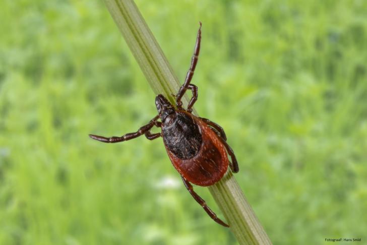 Doe mee met het onderzoek naar teken, tekenbeten en de ziekte van Lyme