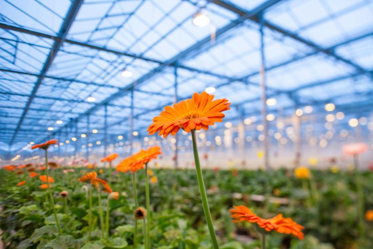 Poolse vertaling tips bij warm weer beschikbaar