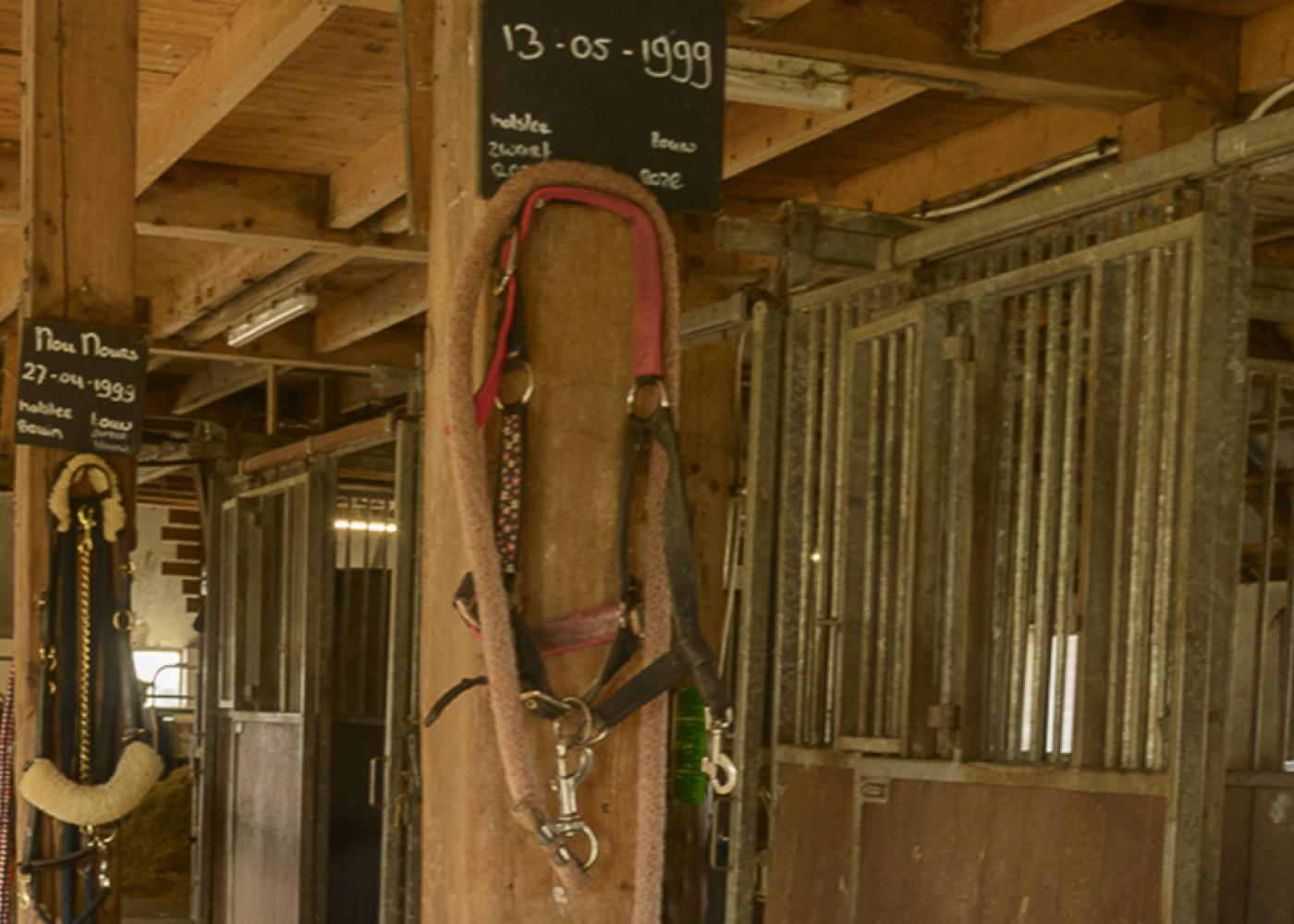 Janita Kroes in haar zorgboerderij