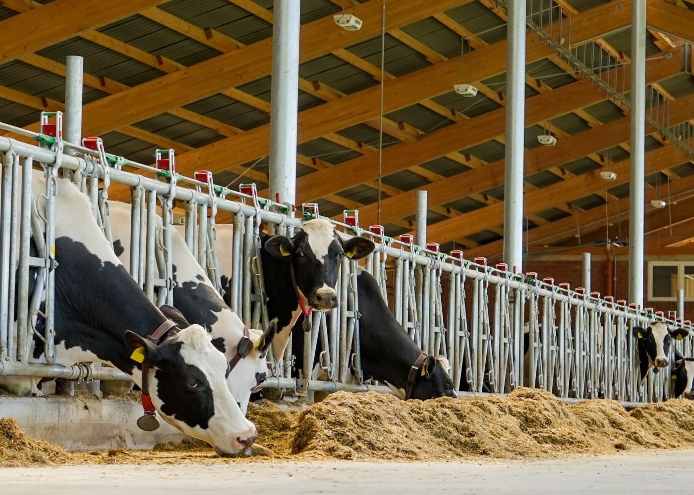 Veilig en met plezier werken in de melkveehouderij