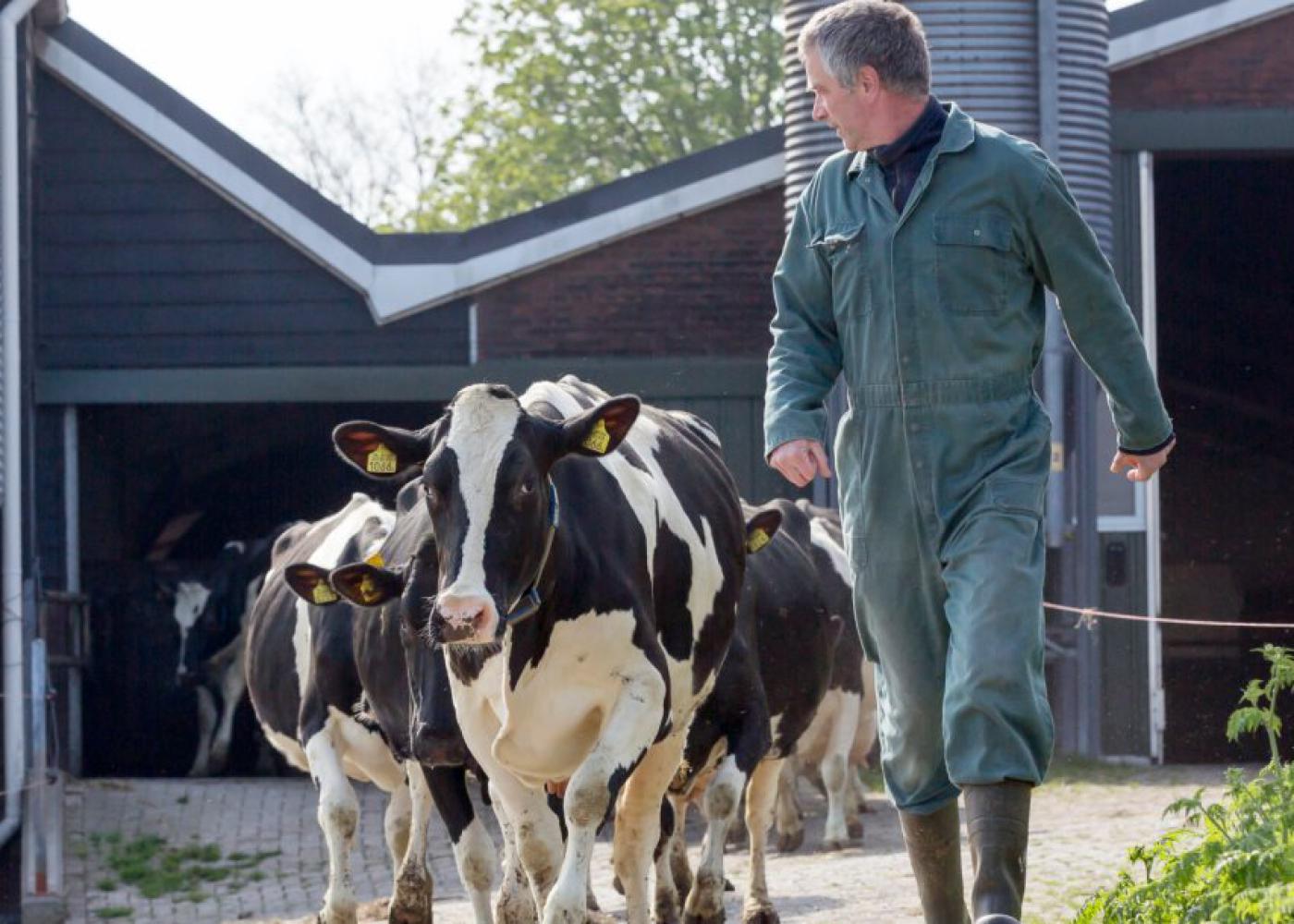 Webinar inspecties veiligheid rundveebedrijven