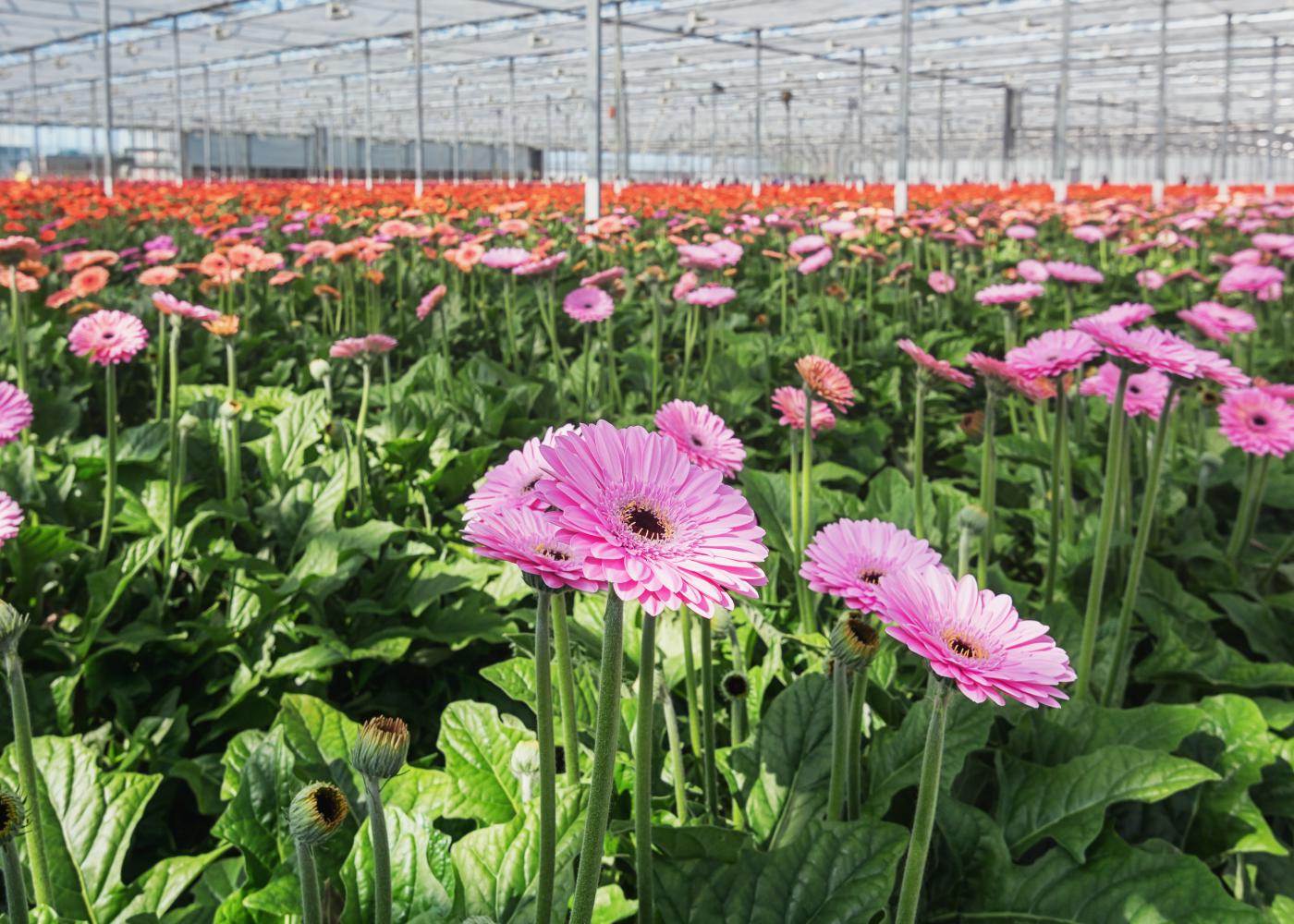 gerbera in kas