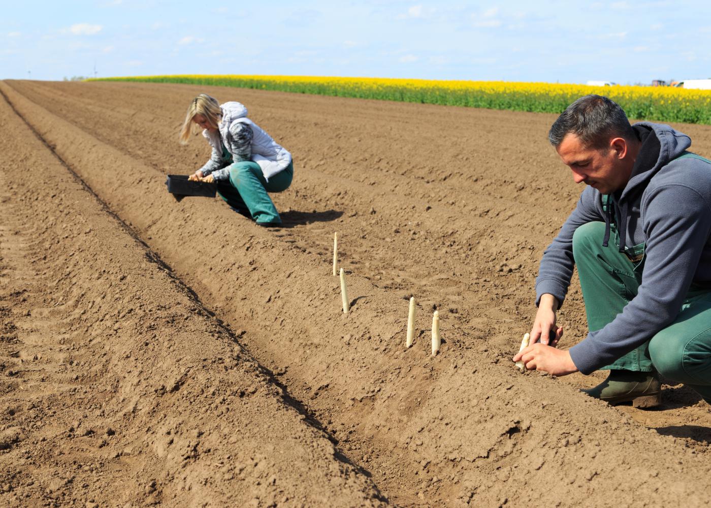 asperge inspectie