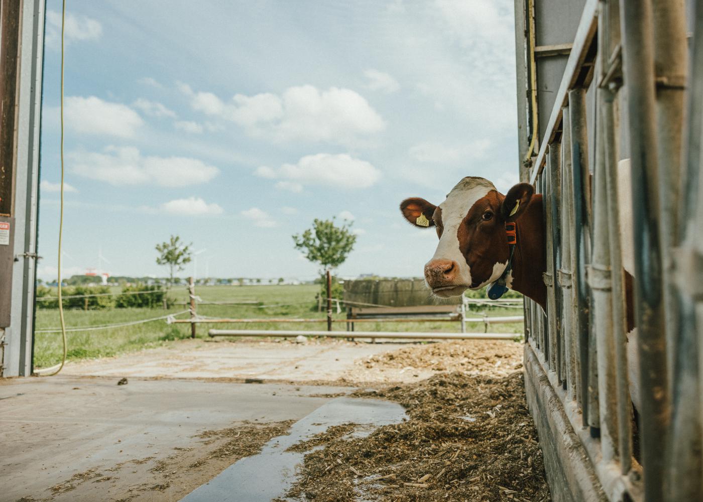 Onderzoek fysieke belasting in de melkstal