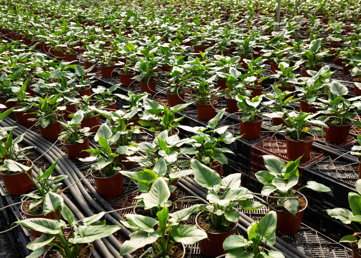 potplanten
