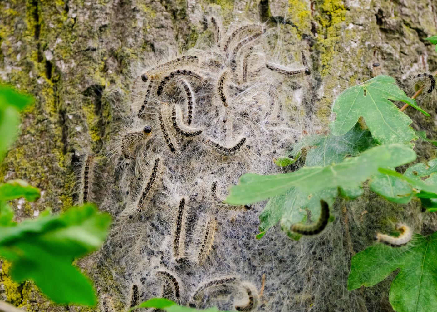 Eikenprocessierups