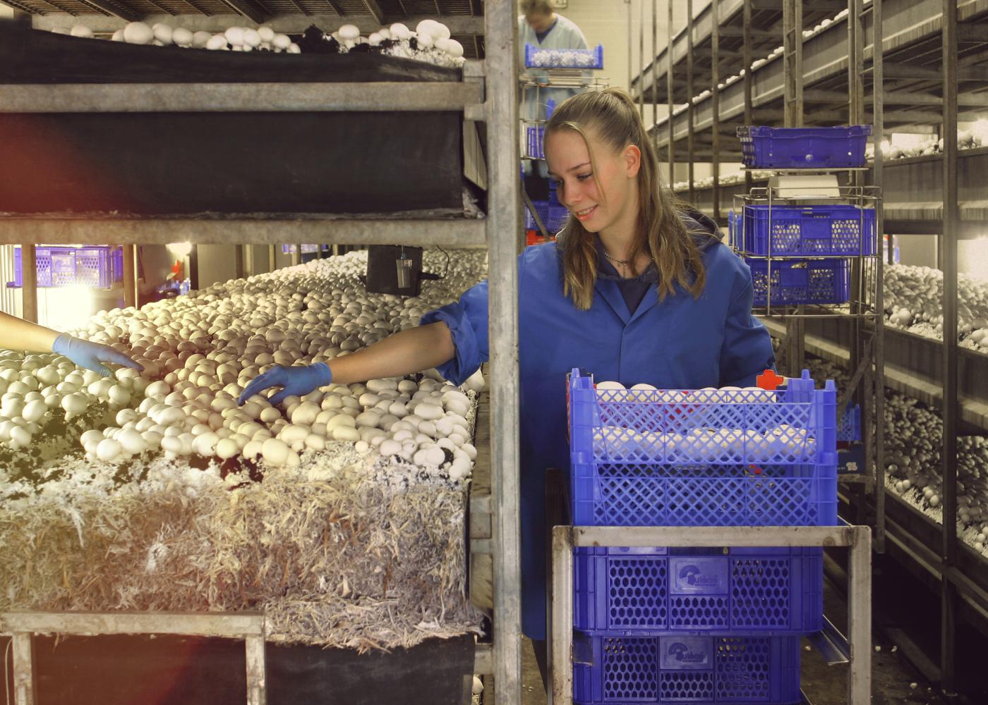 Inspectie SZW start controles in paddenstoelensector op 1 juli 2017