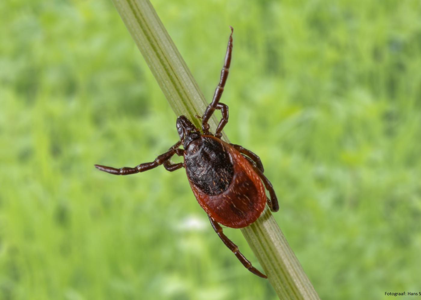 Doe mee met het onderzoek naar teken, tekenbeten en de ziekte van Lyme