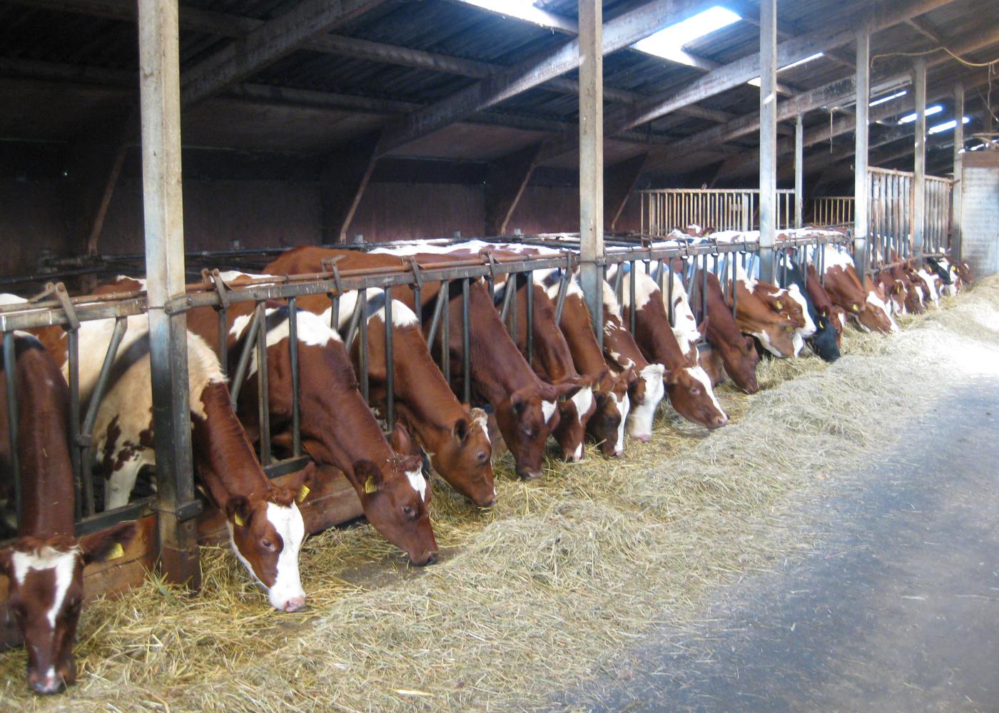 ZuivelNL en Stigas starten promotiecampagne voor veilig en duurzaam werken in de melkveehouderij