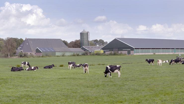   Melkvee en graasdieren
