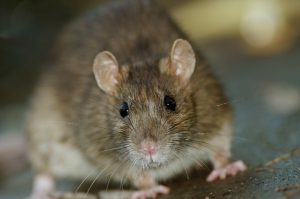 Close up of big Brown Rat standing still on concrete floor.