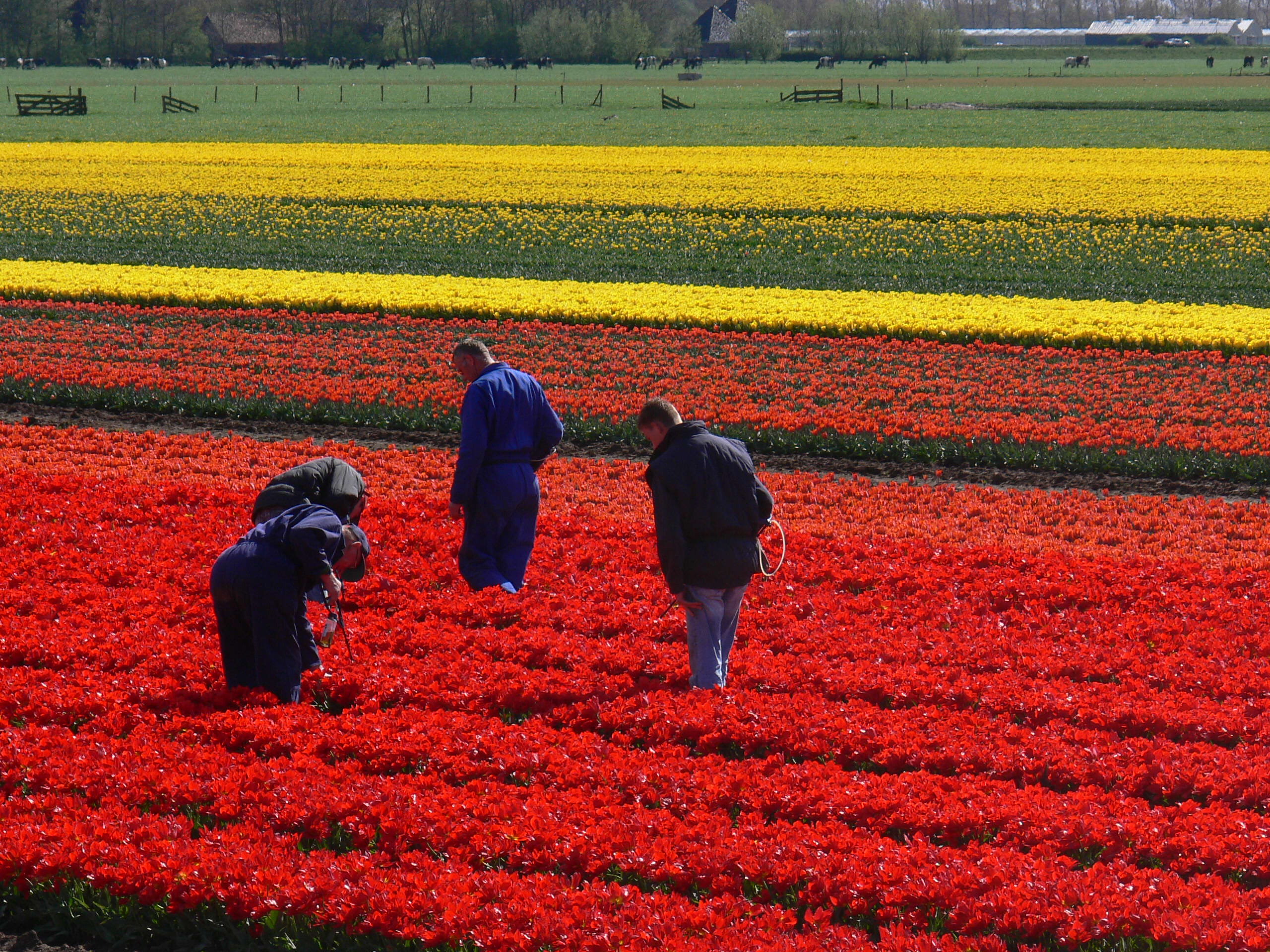 Nieuw: Arbopakket seizoenswerkers voor zelfstandigen